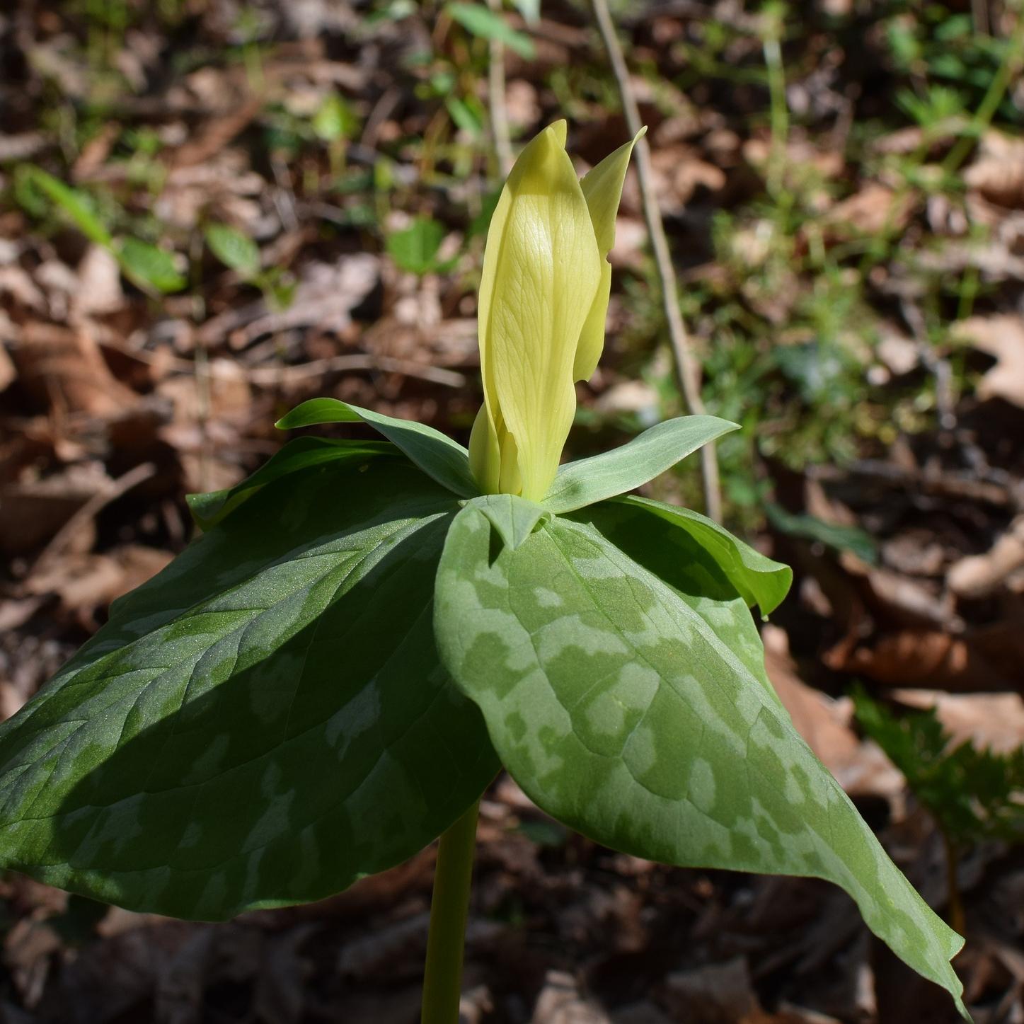 Wildflowers - Coming Soon for 2026 from Leo Berbee Bulb Company