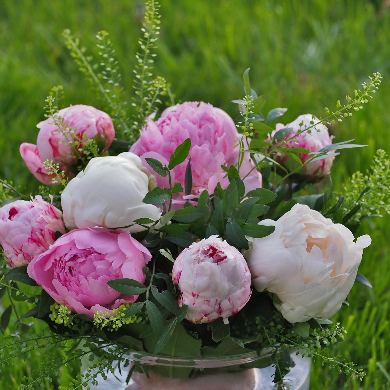 Peony - Coming Soon for 2026 from Leo Berbee Bulb Company