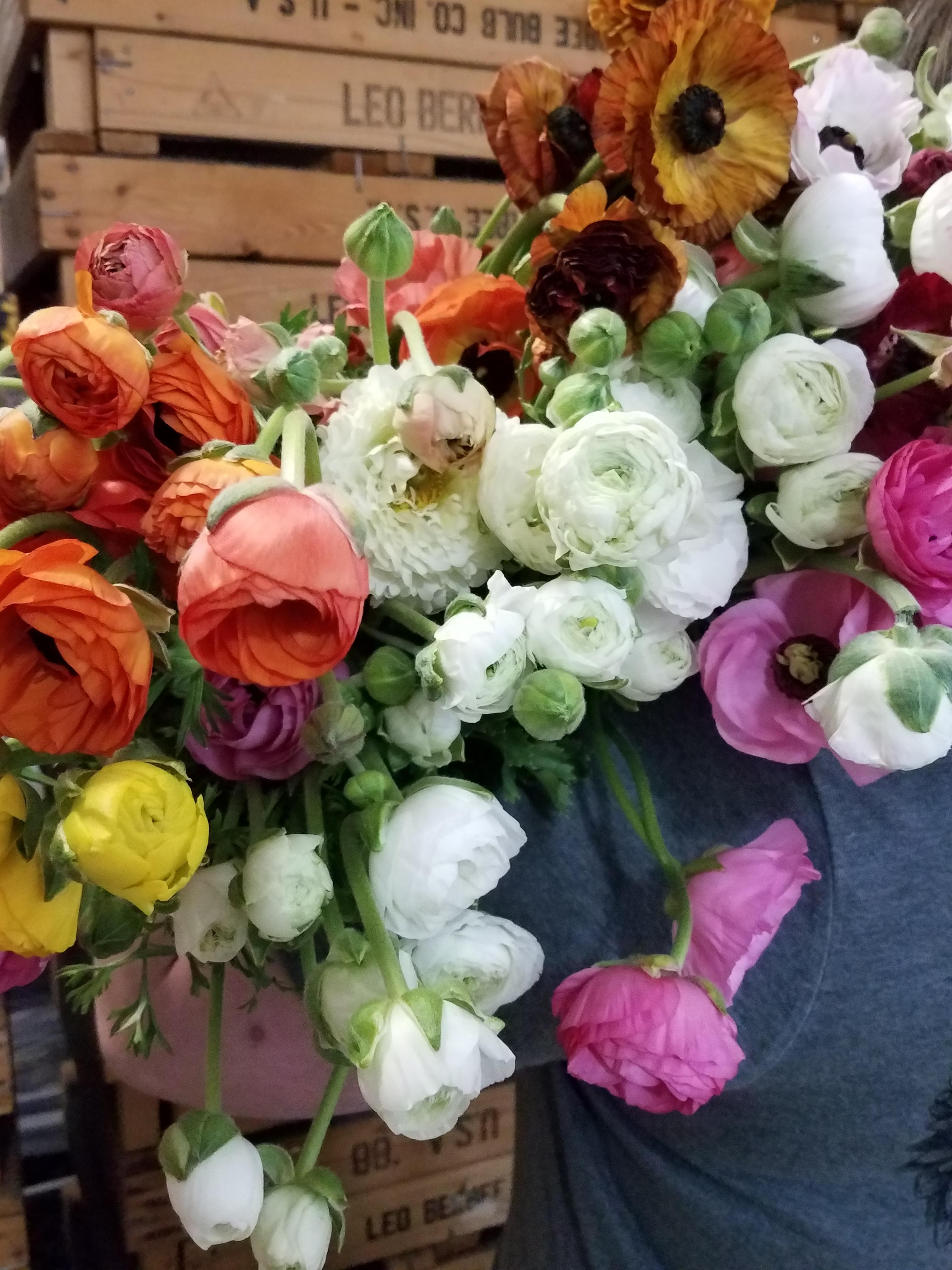 Ranunculus - Coming Soon for 2026 from Leo Berbee Bulb Company