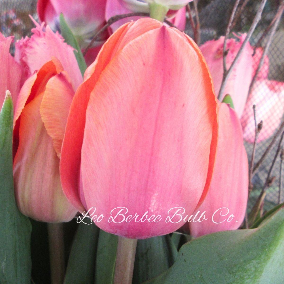Precooled Tulips Darwin Hybrid 'Apricot Impression' - Pre-Order for Fall 2025 from Leo Berbee Bulb Company