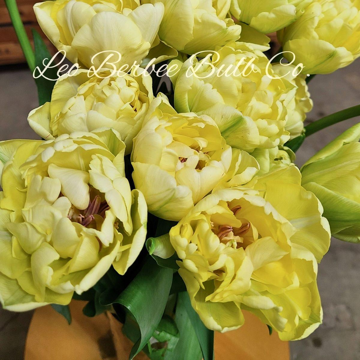 Precooled Tulips Double Early 'Avant Garde' - Pre-Order for Fall 2025 from Leo Berbee Bulb Company