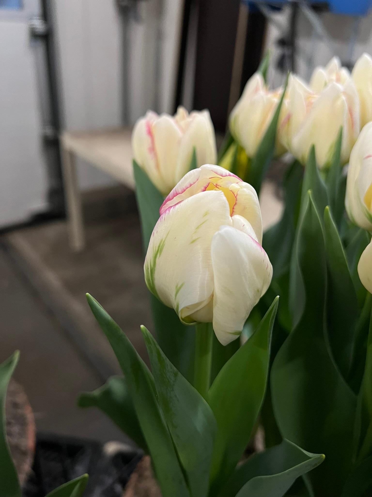 Precooled Tulips Double Late 'Double Shake' - Pre-Order for Fall 2025 from Leo Berbee Bulb Company