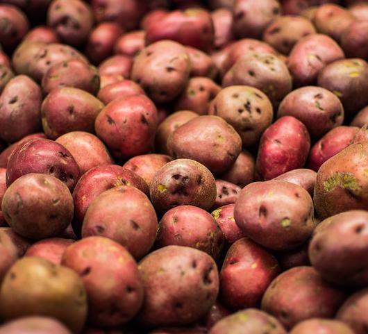 Seed Potato Red Chieftain from Leo Berbee Bulb Company