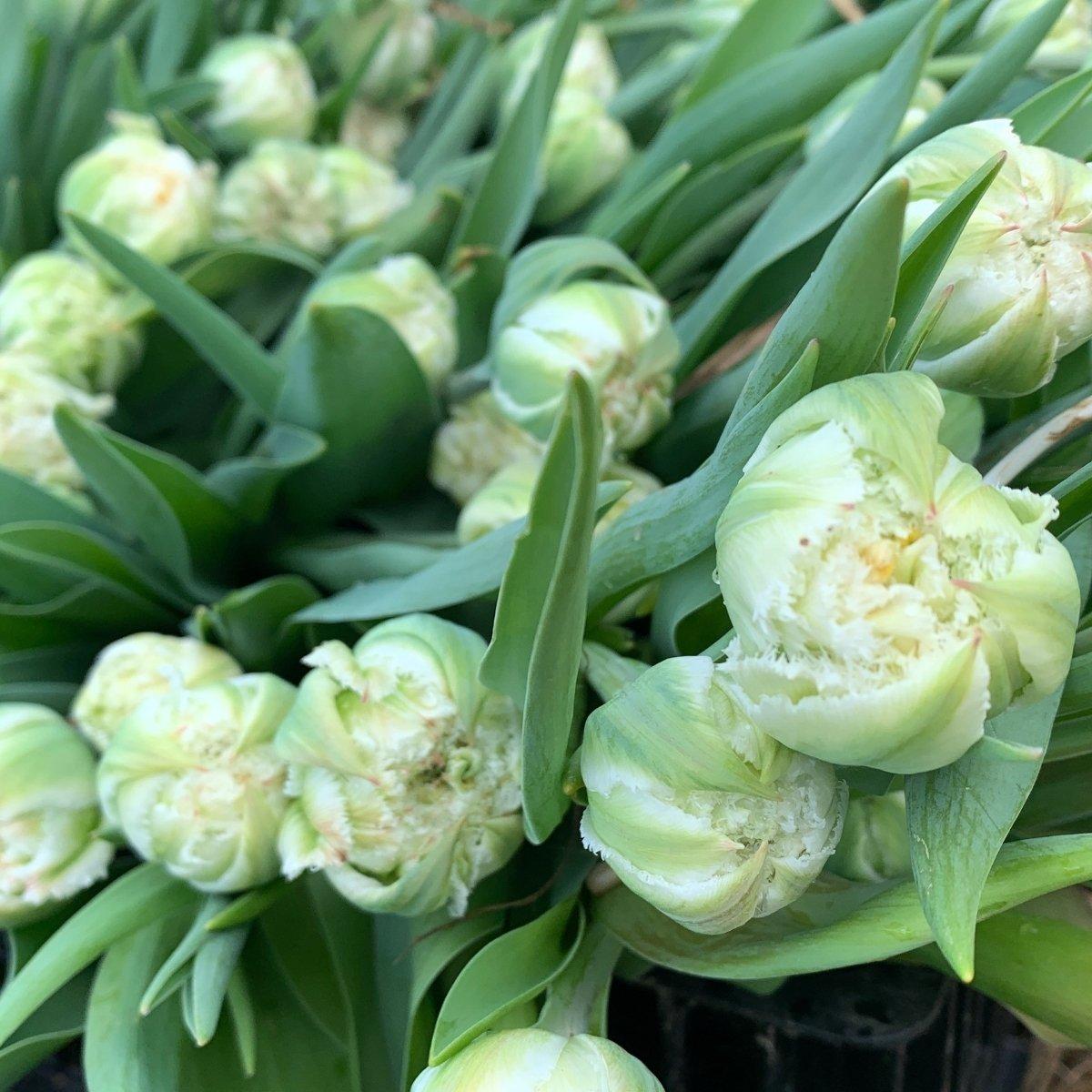 Precooled Tulips Fringed 'Snow Crystal (double)' - Pre-Order for Fall 2025 from Leo Berbee Bulb Company