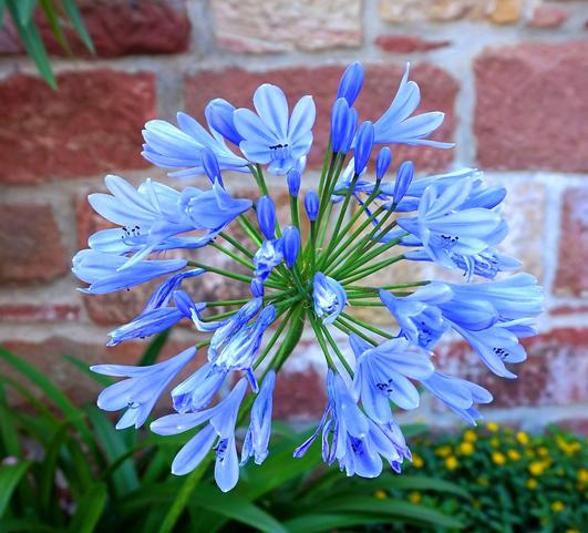 Agapanthus Blue 'African Lily