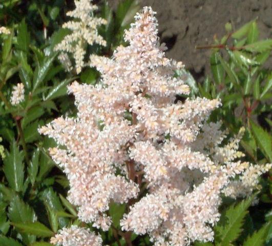 Astilbe Peach Blossom (japonica hyb) from Leo Berbee Bulb Company