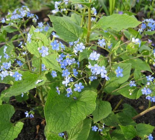 Brunnera Macrophylla from Leo Berbee Bulb Company