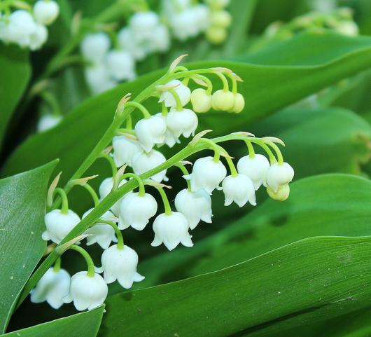 Convallaria 'Bordeaux Giant' Lily of the Valley from Leo Berbee Bulb ...