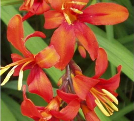 Crocosmia Jochem from Leo Berbee Bulb Company
