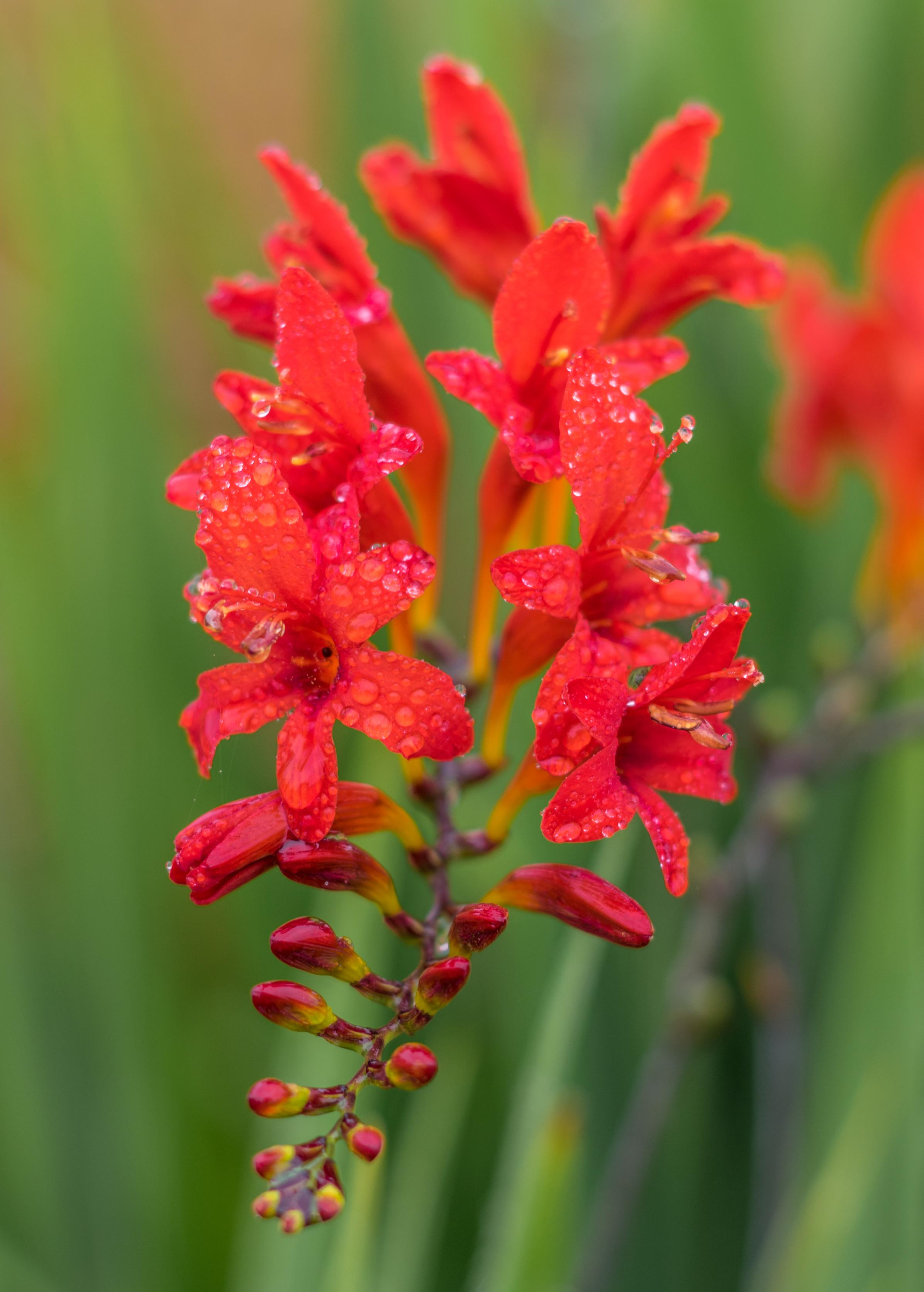 Crocosmia 'Lucifer' - Montbretias from Leo Berbee Bulb Company