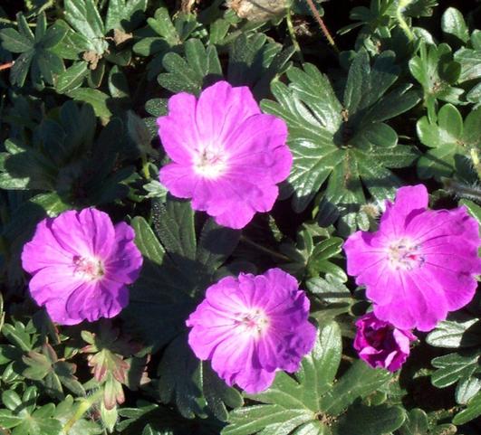 Geranium Max Frei from Leo Berbee Bulb Company