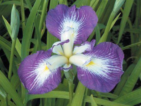 Iris Ensata Picotee Wonder from Leo Berbee Bulb Company