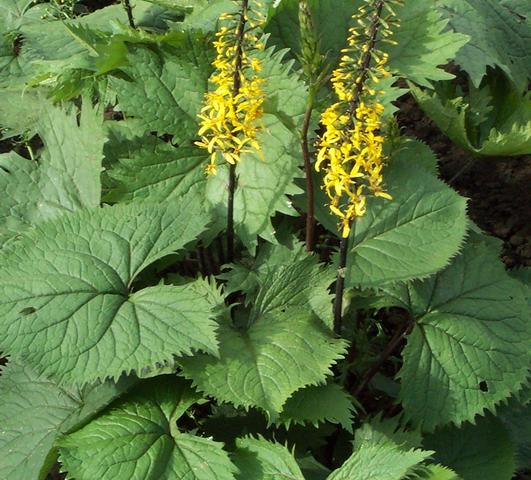 Ligularia The Rocket from Leo Berbee Bulb Company