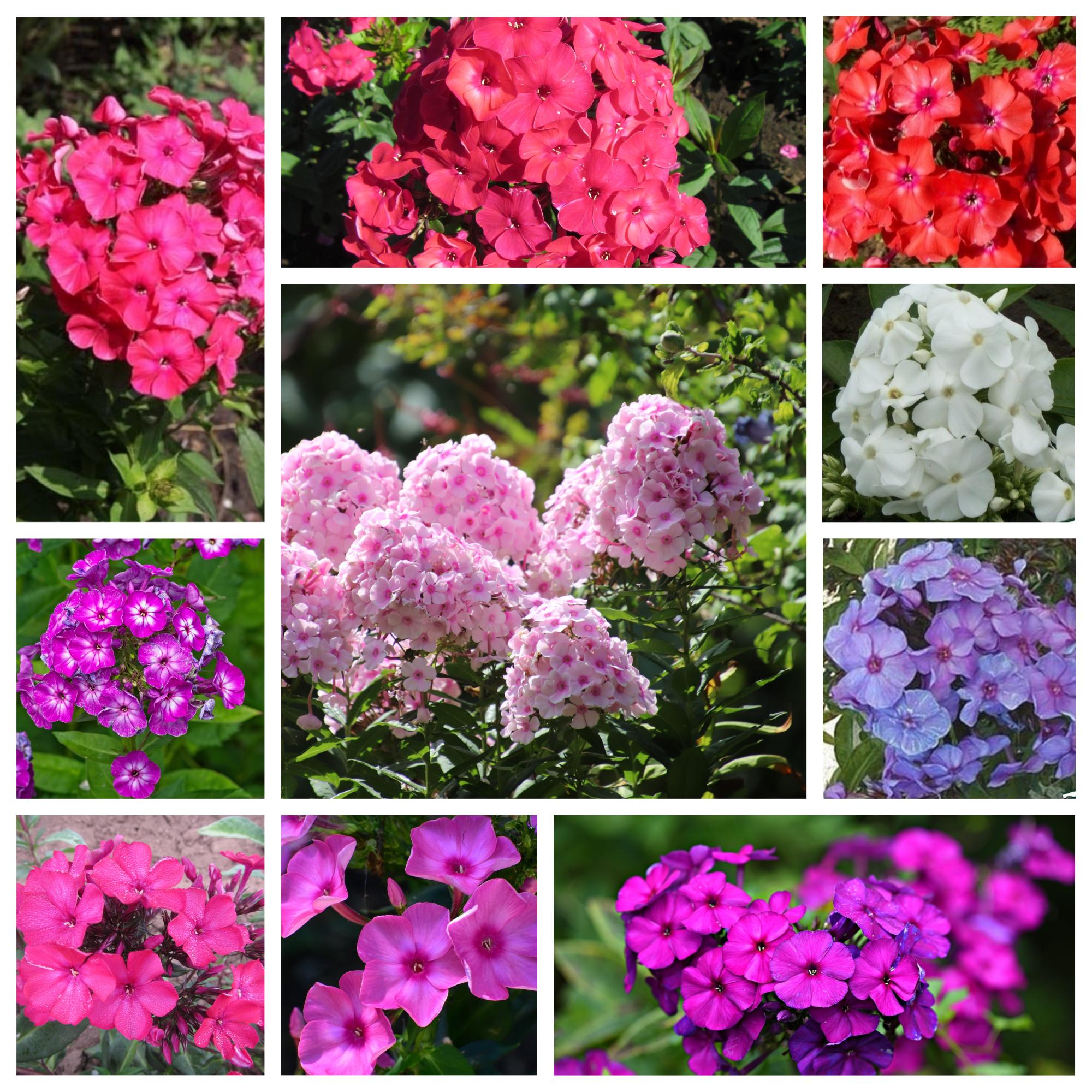 Sampler - Tall Garden Phlox Sampler from Leo Berbee Bulb Company