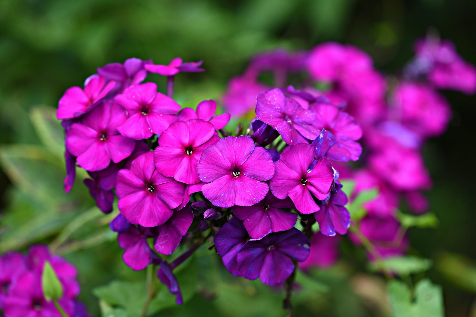 Phlox Paniculata Leaves