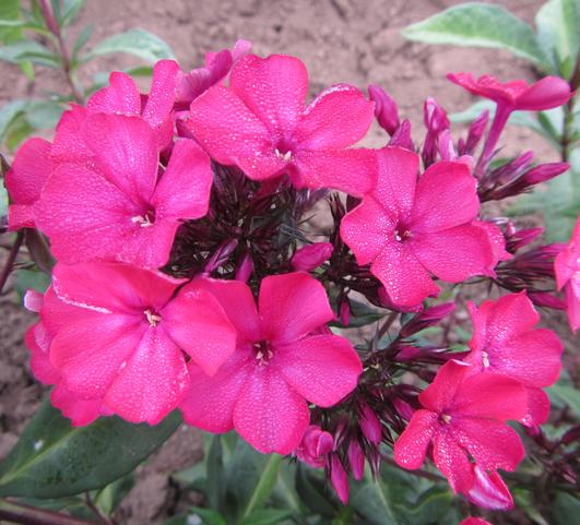 Phlox Paniculata Starfire from Leo Berbee Bulb Company