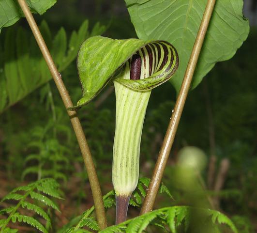 Arisaema Triphyllum from Leo Berbee Bulb Company