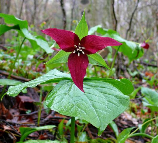 Trillium Erectum from Leo Berbee Bulb Company