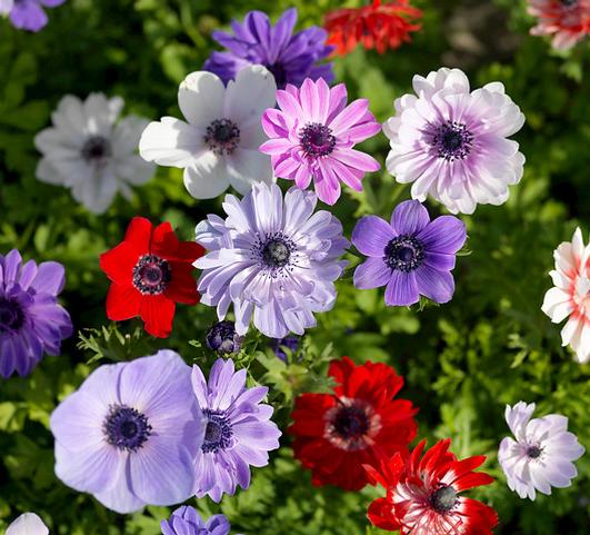 Anemone Coronaria De Caen from Leo Berbee Bulb Company