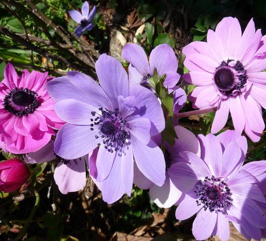 Anemone Coronaria St Brigid from Leo Berbee Bulb Company