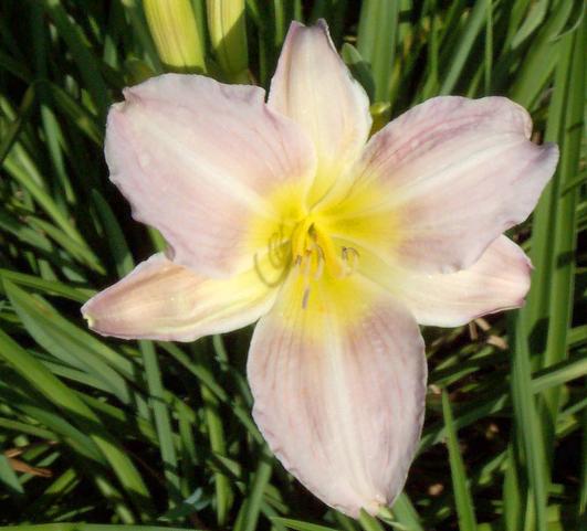 Hemerocallis Catherine Woodbury from Leo Berbee Bulb Company