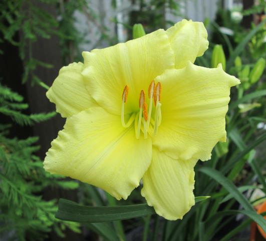 Hemerocallis Happy Returns from Leo Berbee Bulb Company