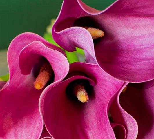 Zantedeschia Zazu from Leo Berbee Bulb Company