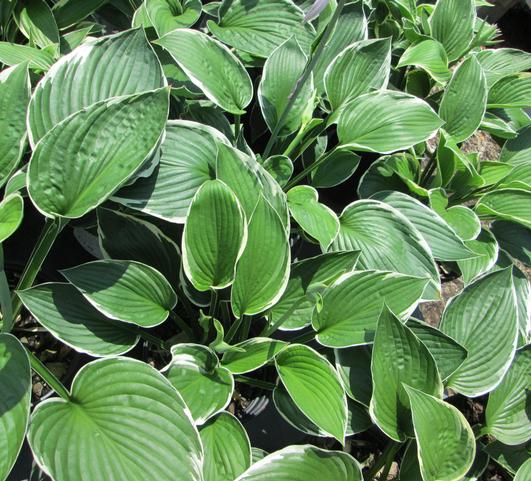 Hosta Francee from Leo Berbee Bulb Company