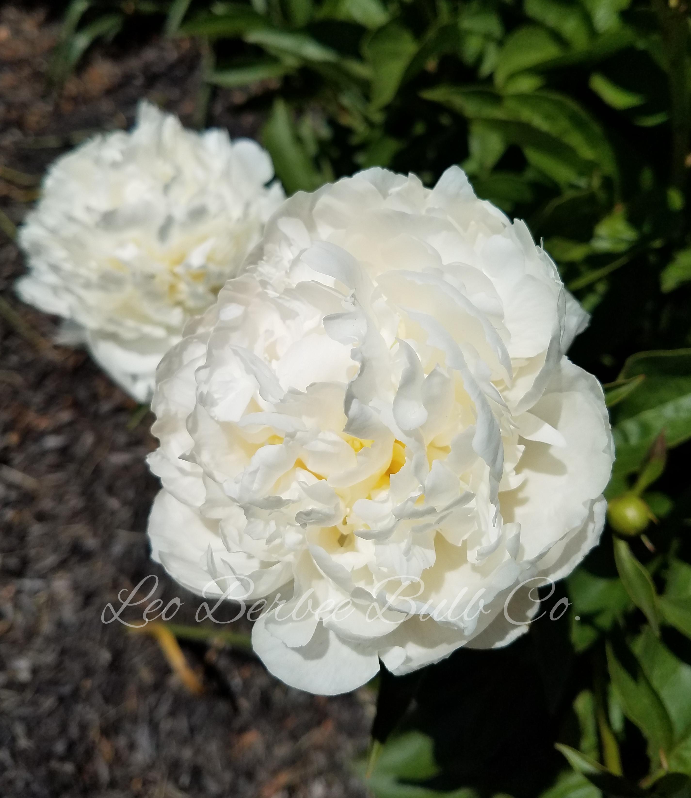 Peony – Wolf and Lamb