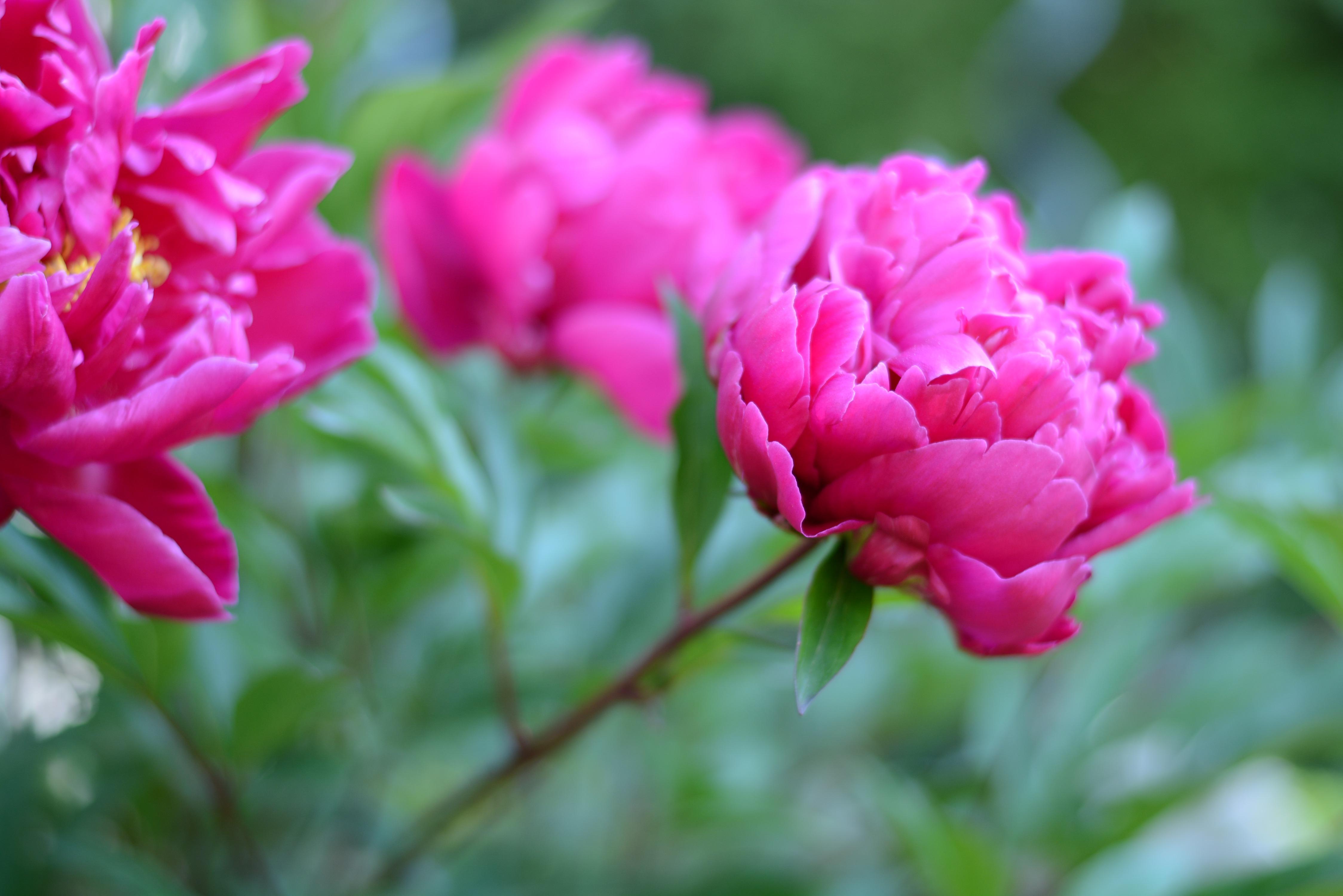 Peony lactiflora 'Karl Rosenfeld' Peony from Leo Berbee Bulb Company