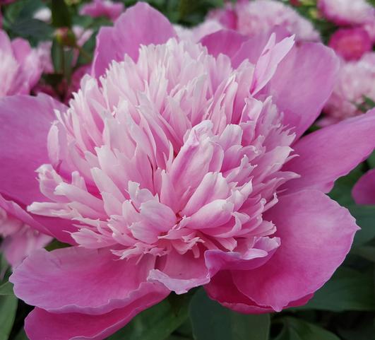 Peony lactiflora Edulis Superba from Leo Berbee Bulb Company