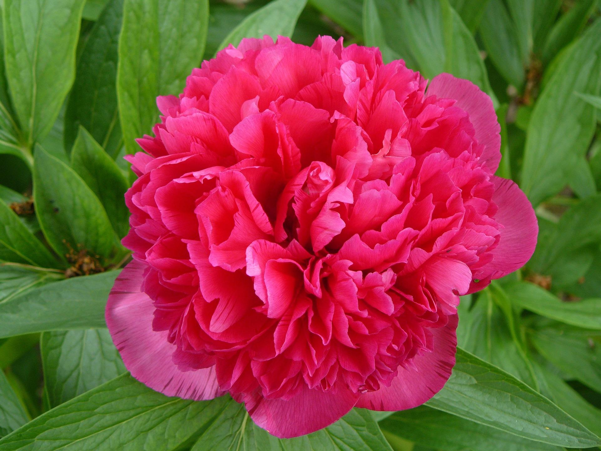 Peony lactiflora 'Kansas' - Peony from Leo Berbee Bulb Company