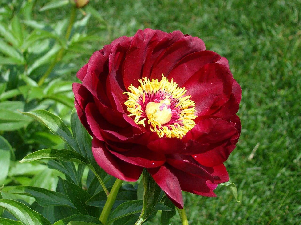 Peony lactiflora 'Buckeye Belle' - Peony (Shipping begins Feb. 2021) from Leo Berbee Bulb Company