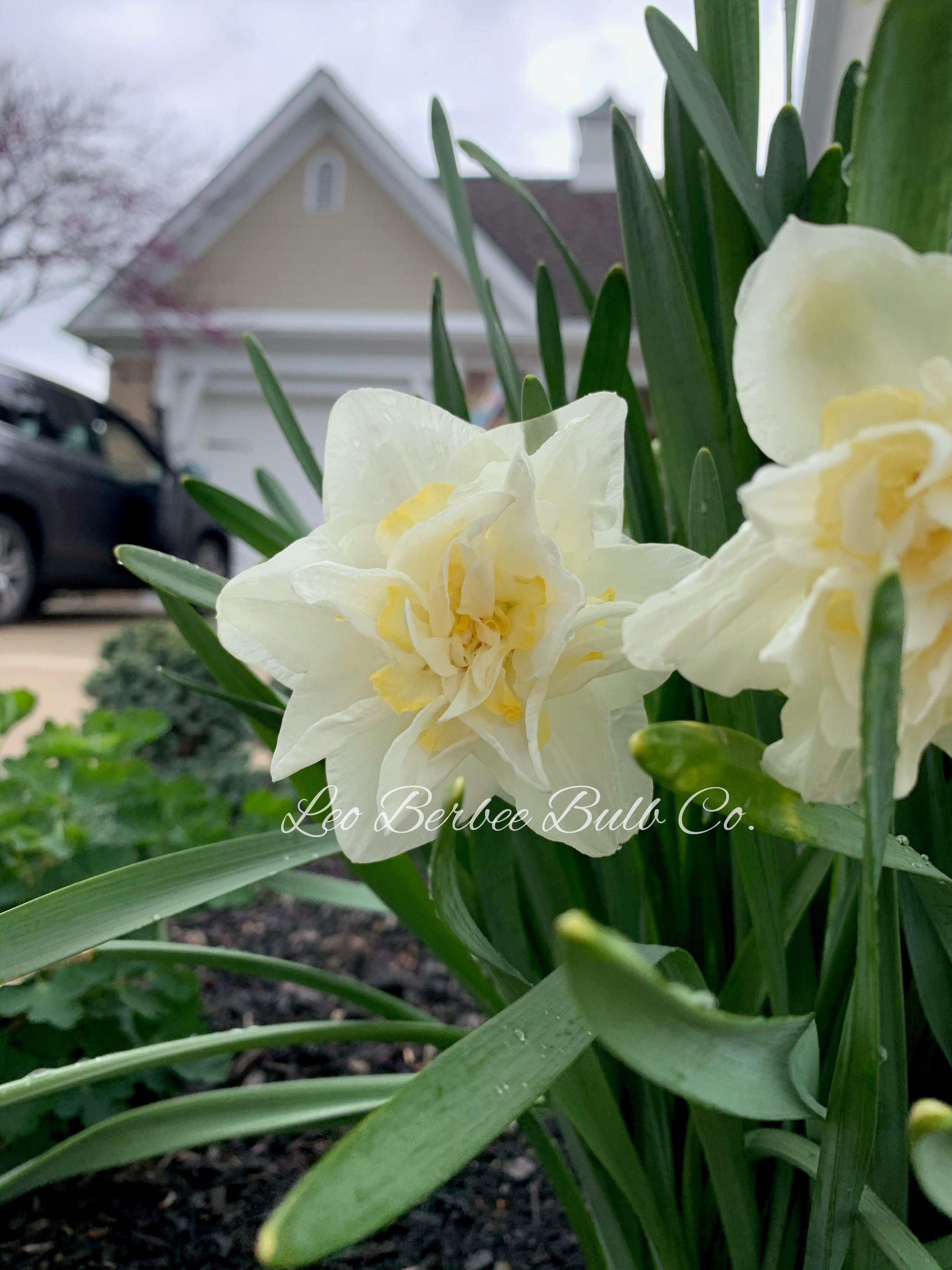 White Lion - Daffodil Bulbs (Double), Flower Bulbs