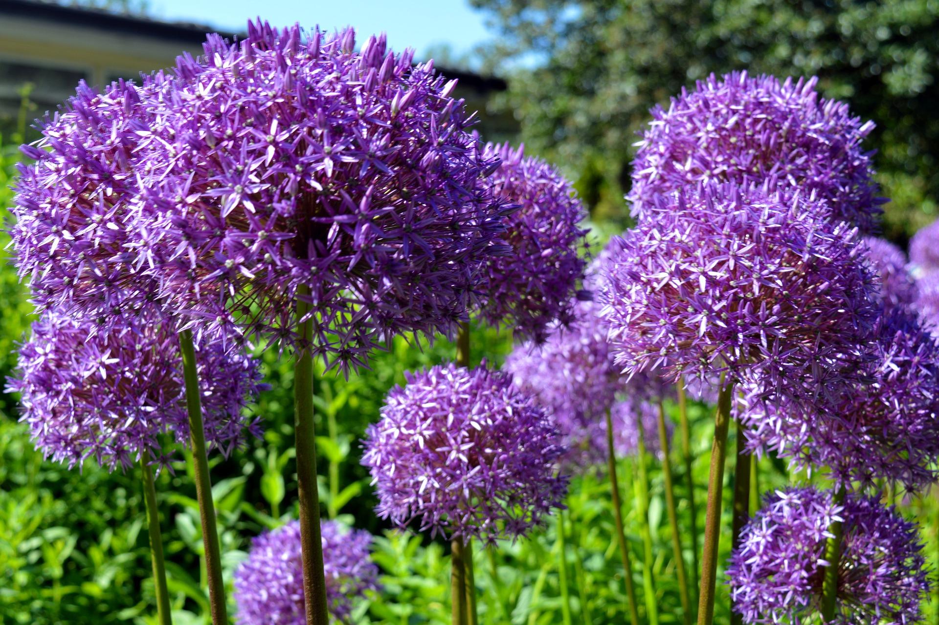 Allium 'Gigantheum' - Ornamental Onion from Leo Berbee Bulb Company