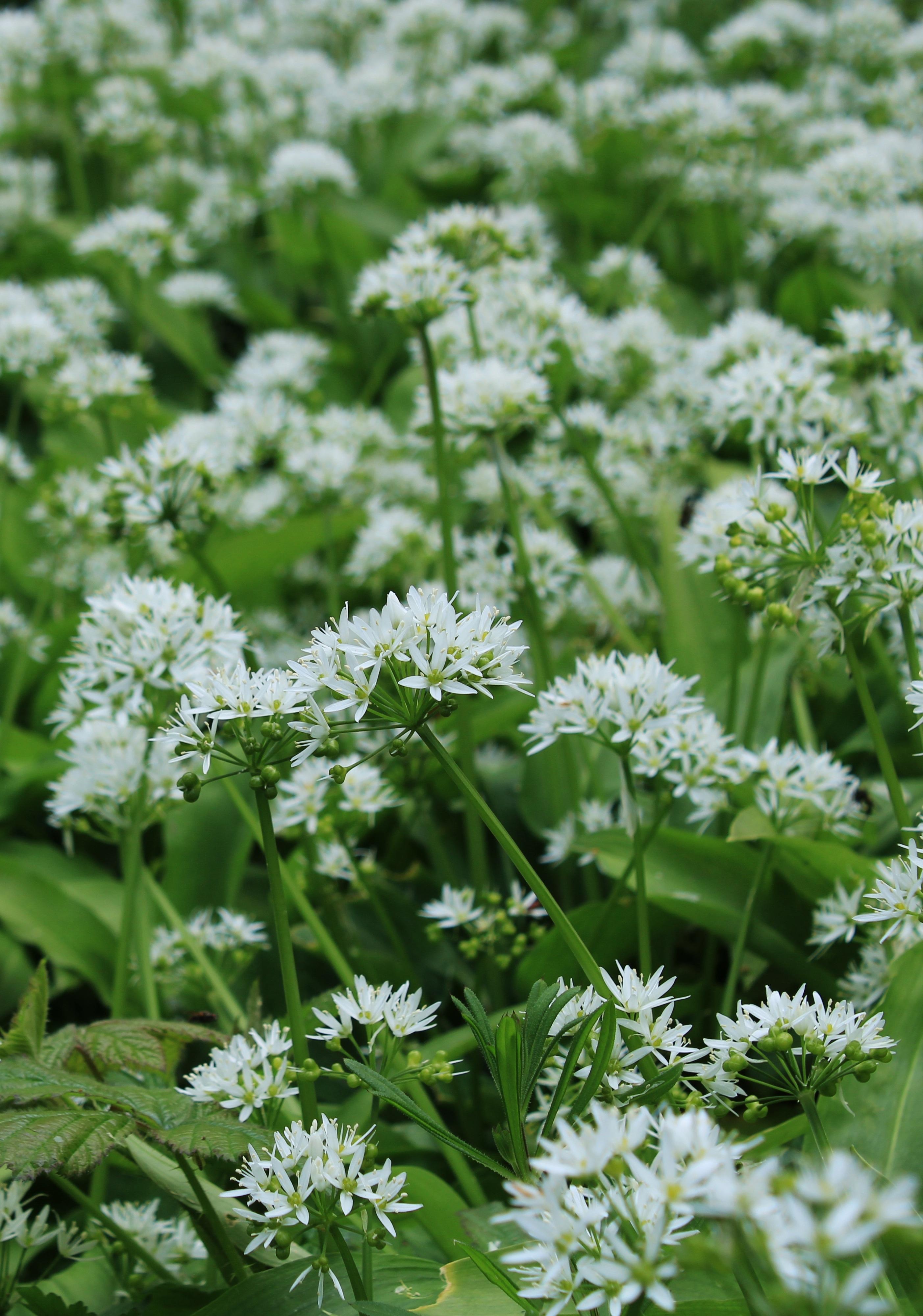 Allium 'Neapolitanum' - Ornamental Onion from Leo Berbee Bulb Company