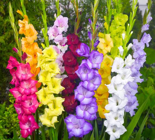 10 Large-Flowering Fresh Stock GIANT Gladiolus Bulbs-MIXED Colors~Mom Loves ! 