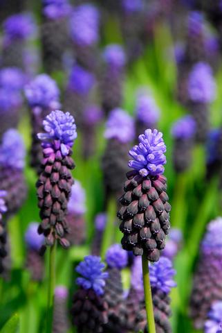 Muscari Latifolium from Leo Berbee Bulb Company