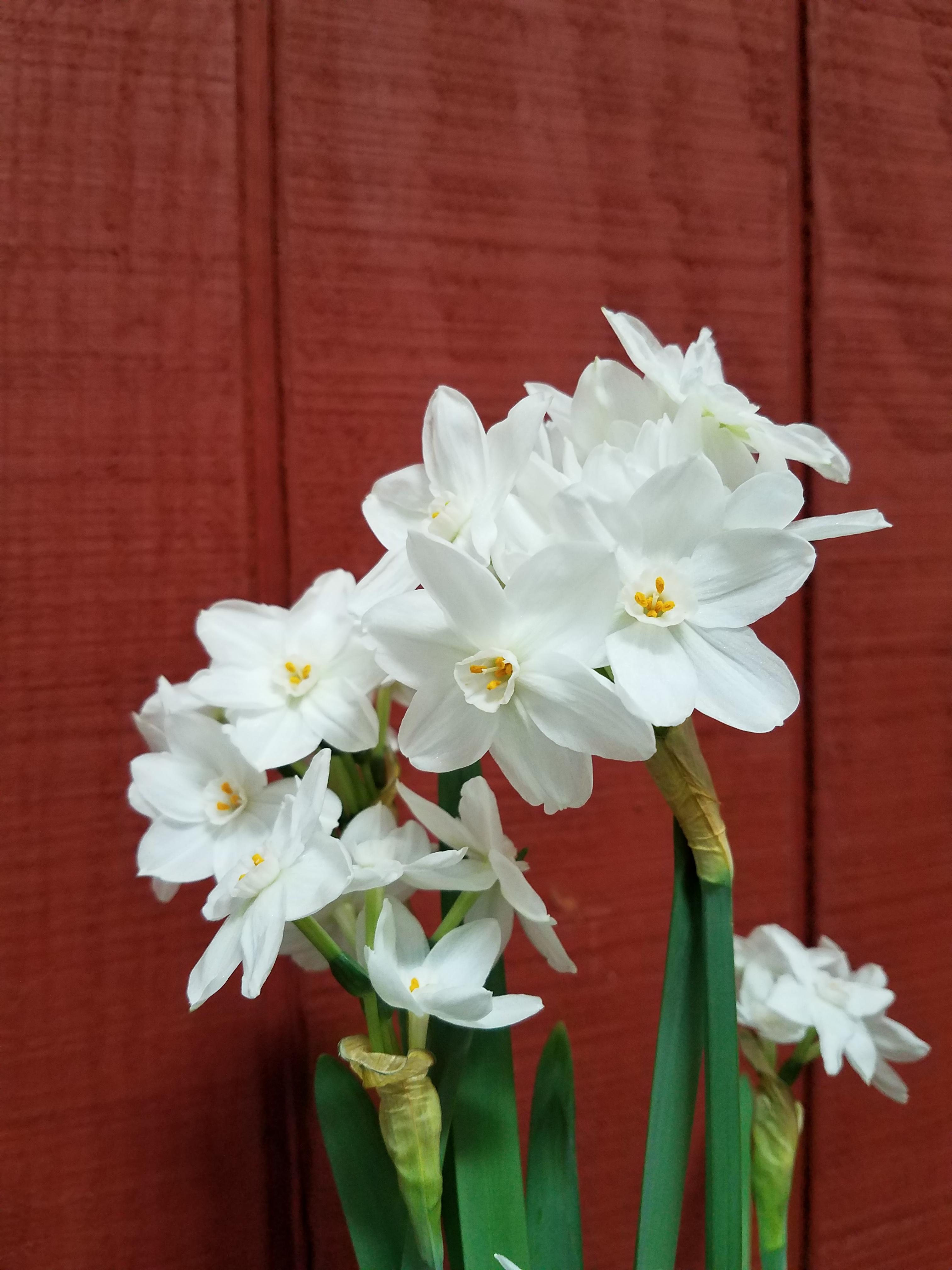 Narcissi 'Inbal' - Paperwhites from Leo Berbee Bulb Company