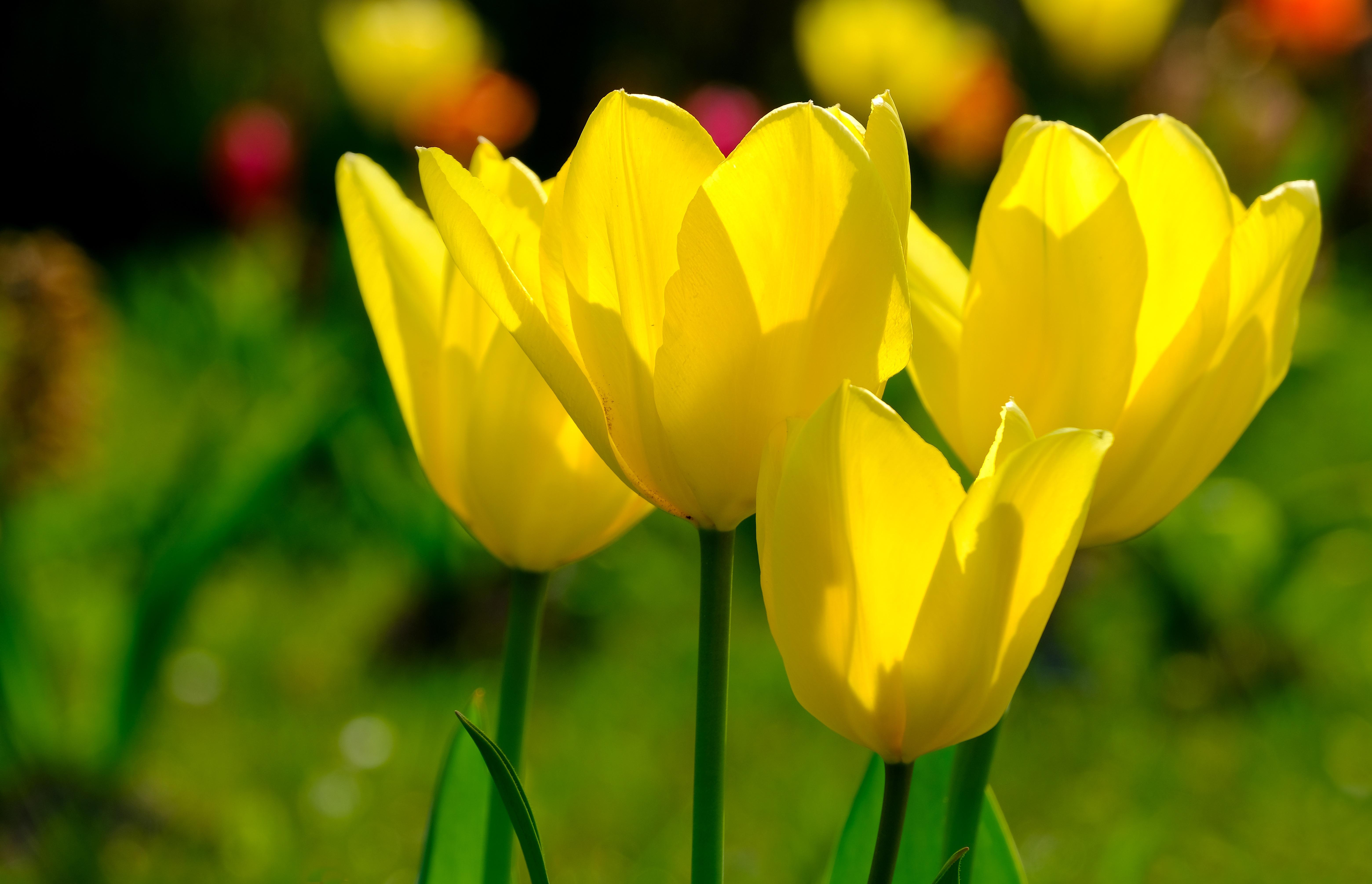 Tulip Fosteriana 'Golden Emperor/Candela' - Botanical Tulips from Leo Berbee Bulb Company