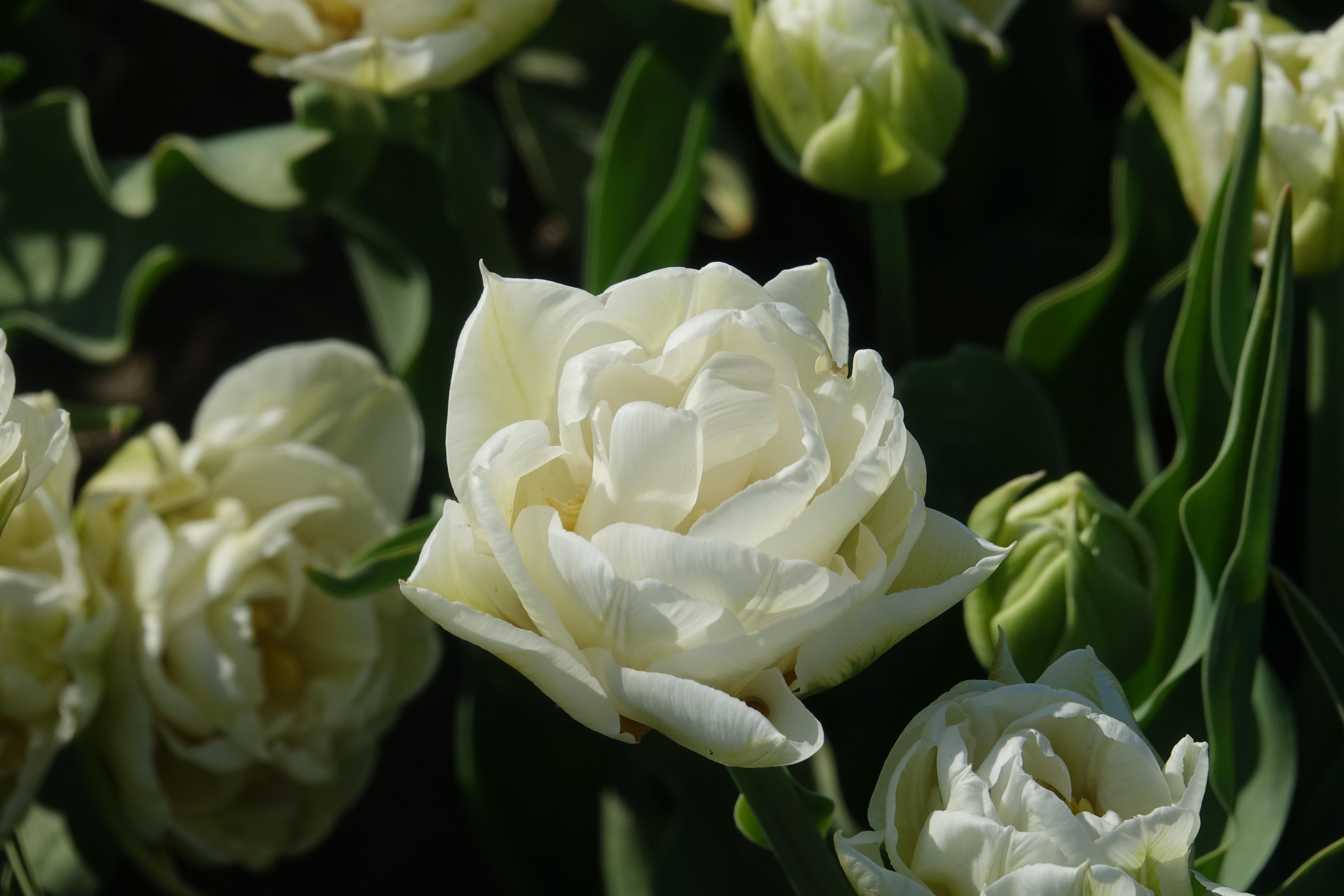 Tulip Double Late 'Mount Tacoma' - Tulip from Leo Berbee Bulb Company