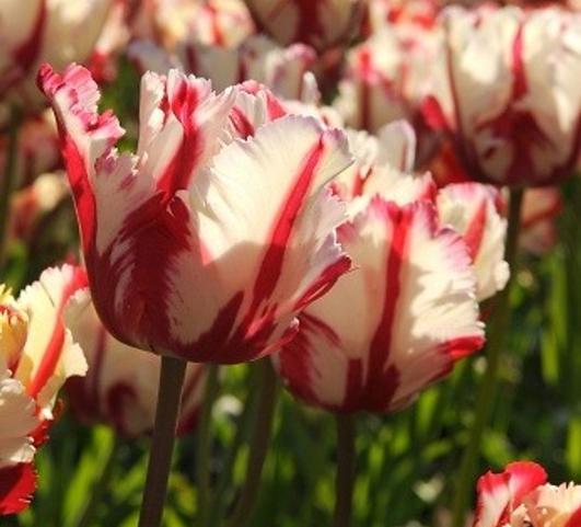 Tulip Parrot Estella Reijnveld from Leo Berbee Bulb Company