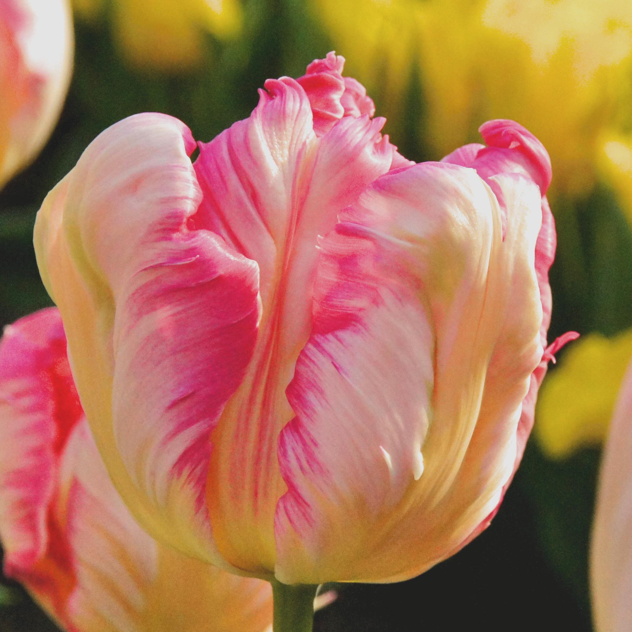 Tulip Parrot 'Cabana' - Coming Soon for Fall 2024 from Leo Berbee Bulb Company