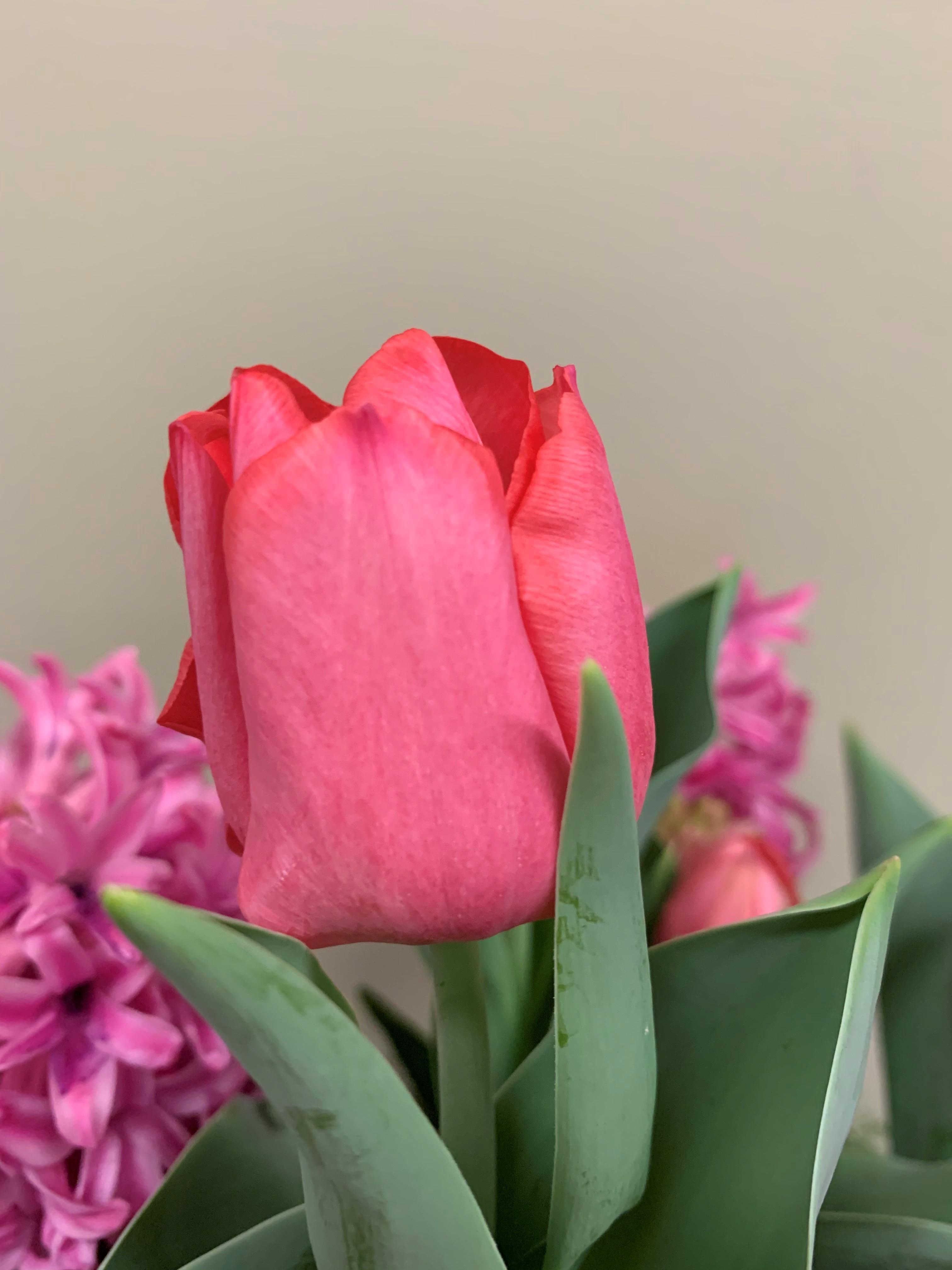 Tulip Triumph 'Lydia' Pre-Order for Fall 2024 from Leo Berbee Bulb Company