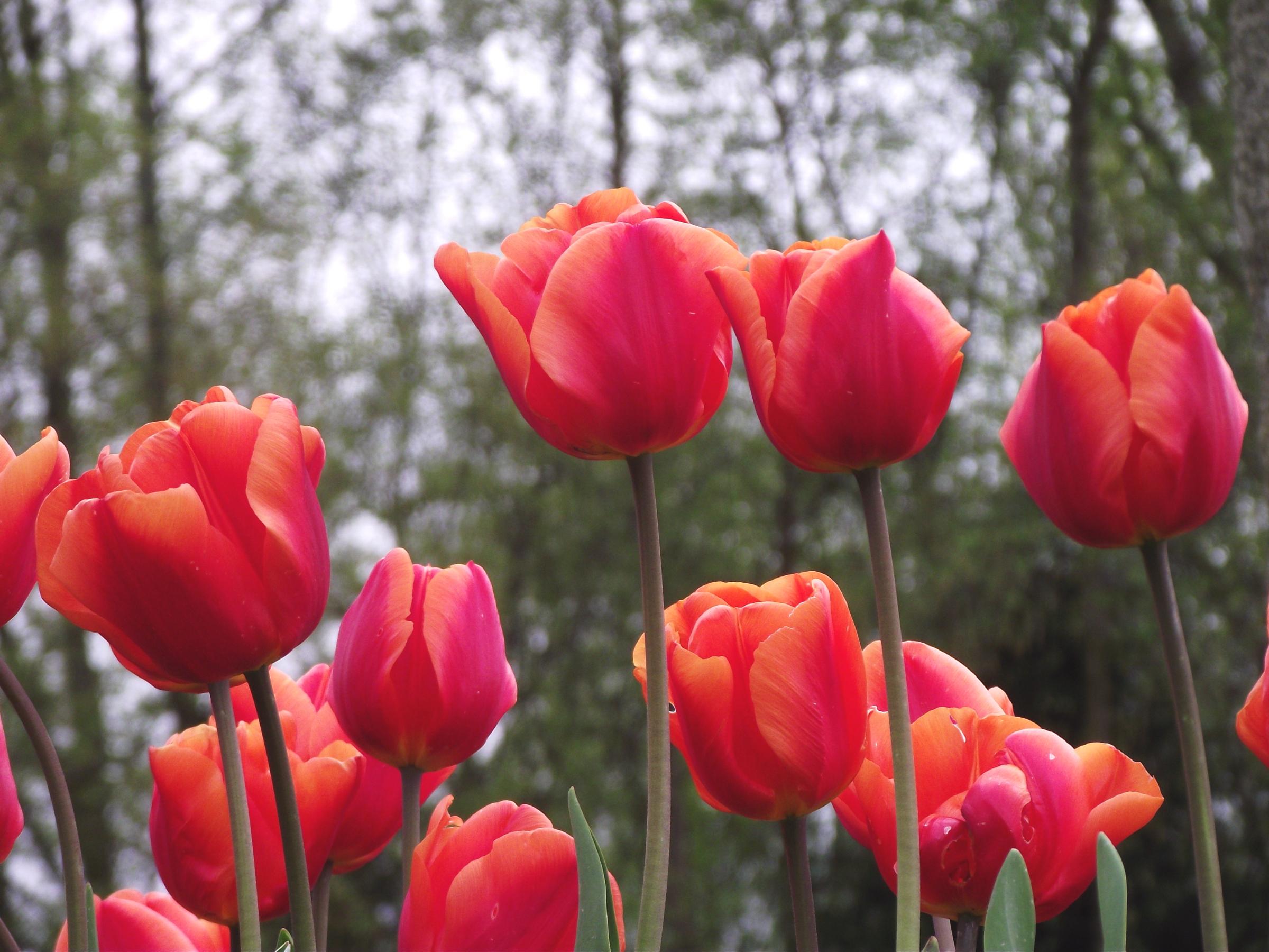 Tulip Single Late 'Avignon' - Tulip from Leo Berbee Bulb Company