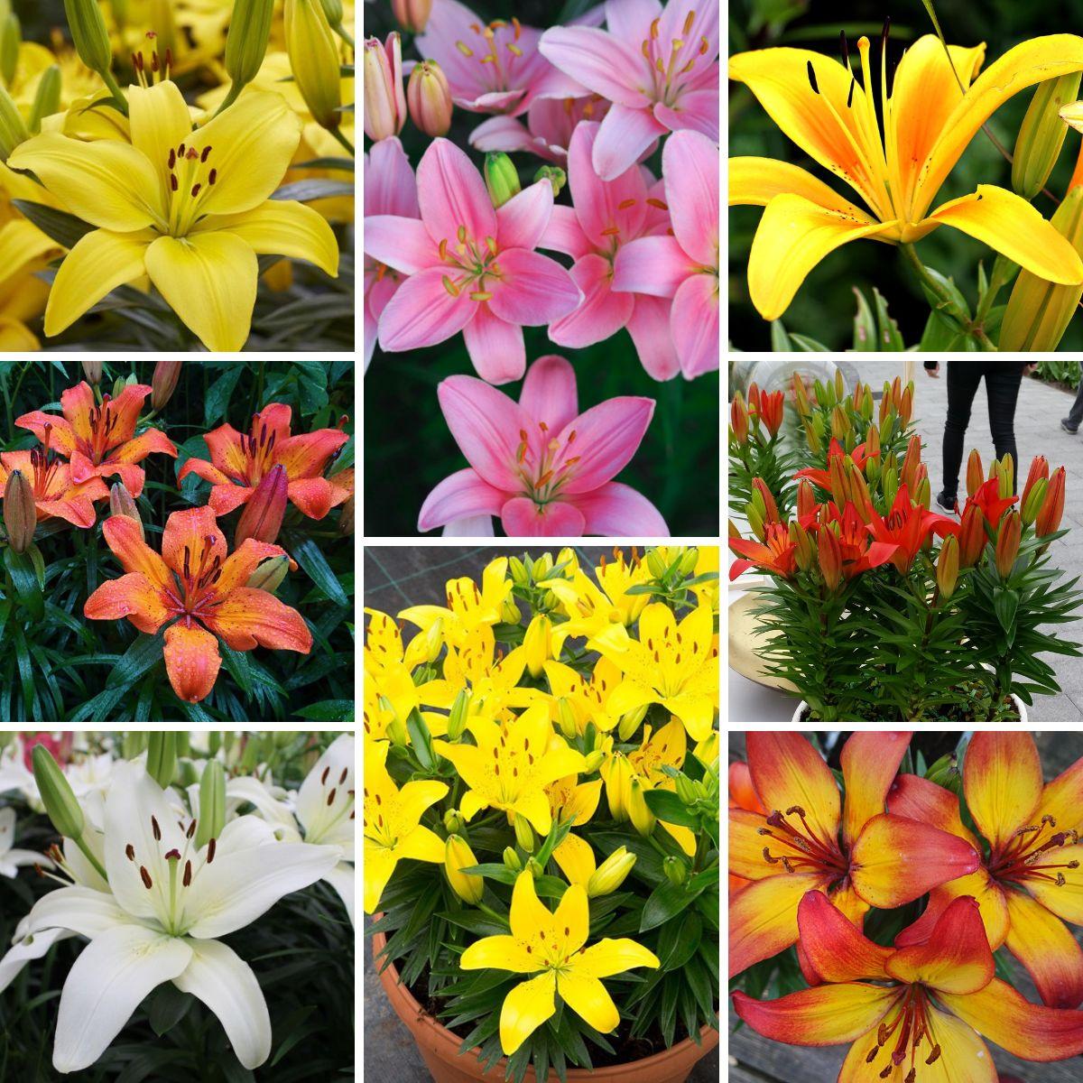 Sampler - Asiatic Pot Lily Sampler from Leo Berbee Bulb Company