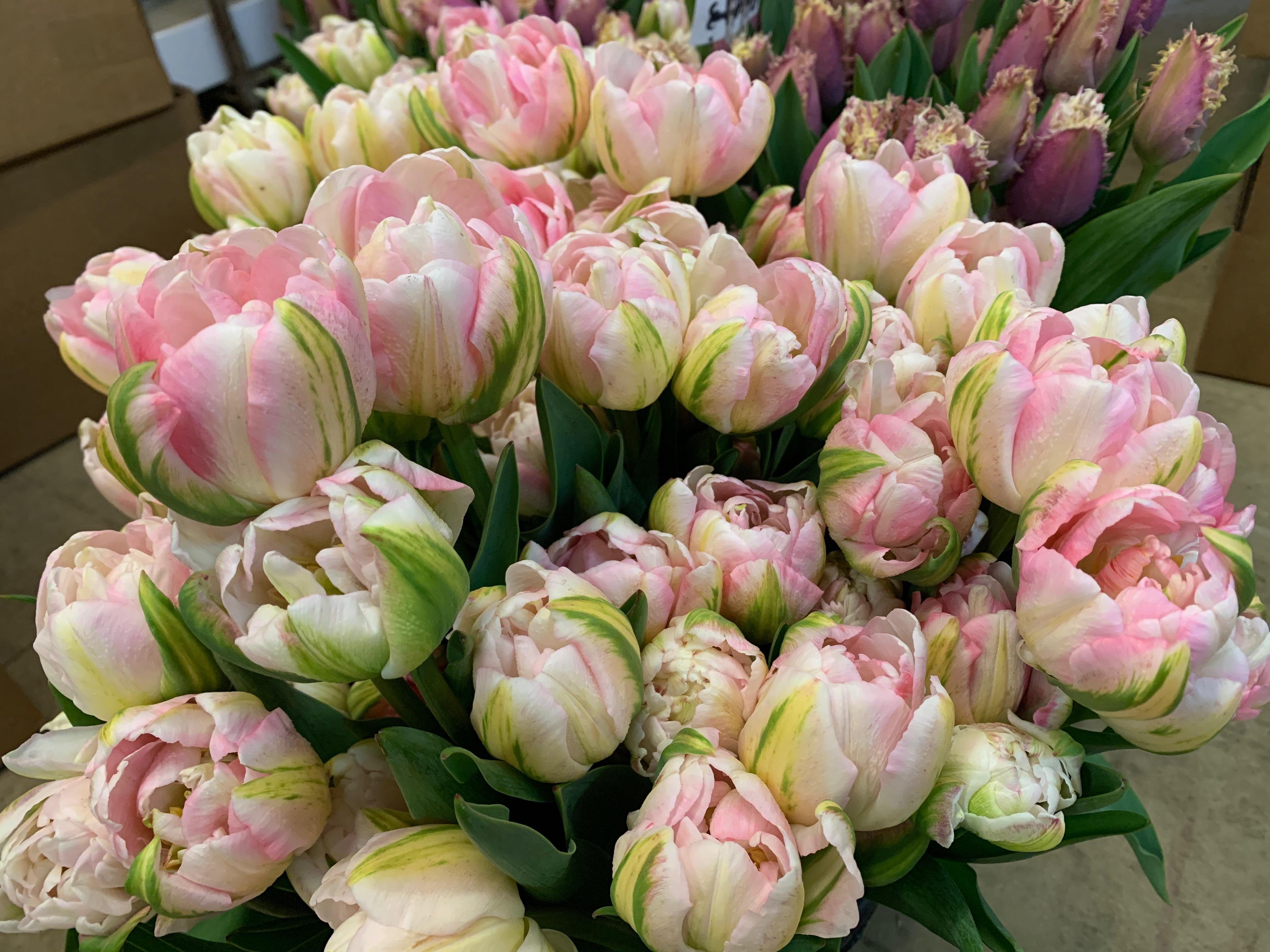 tulip squish