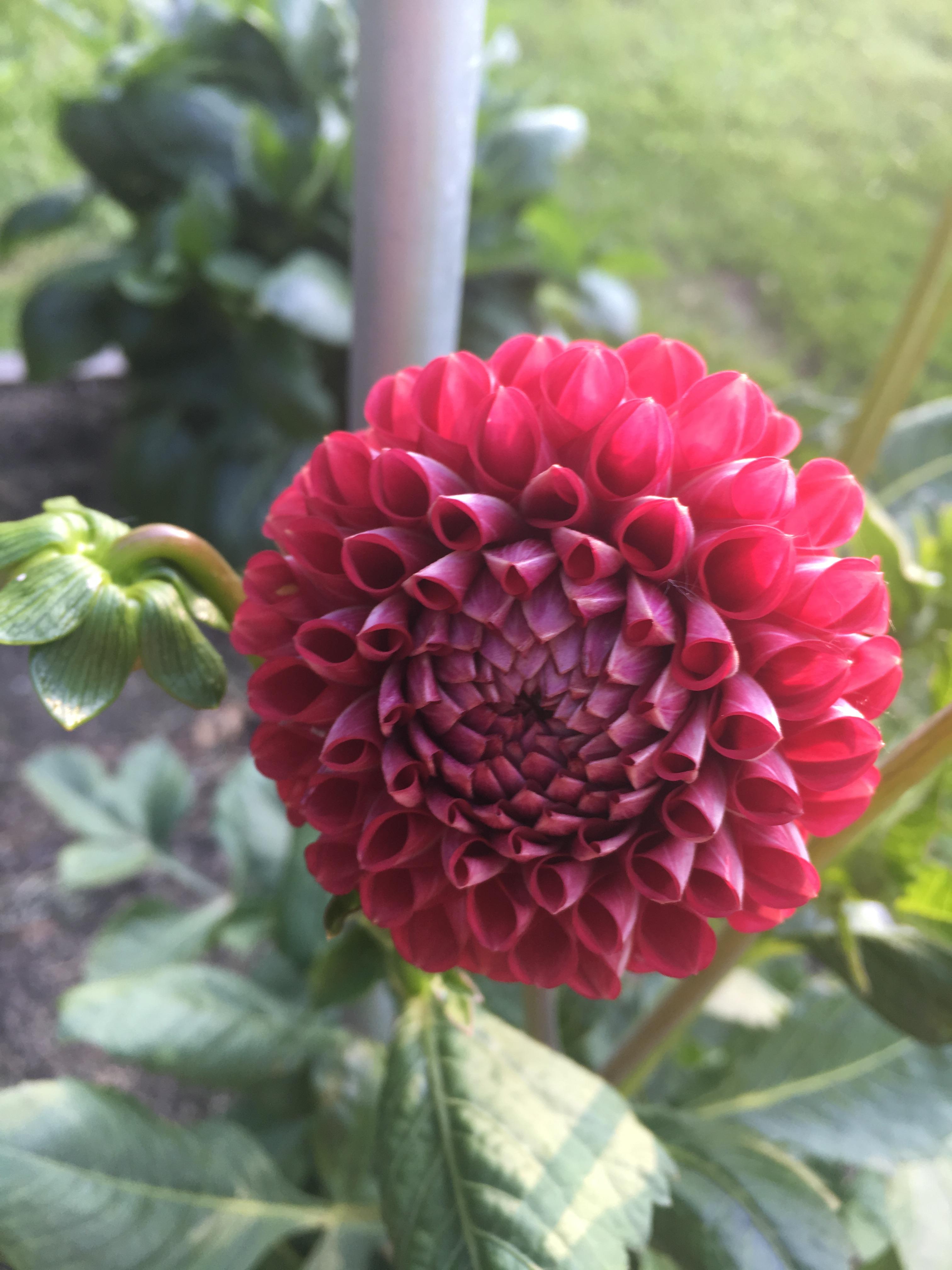 Dahlia Ball Type Cornel from Leo Berbee Bulb Company