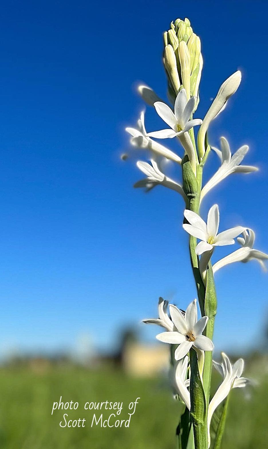 Polianthes Tuberosa Single from Leo Berbee Bulb Company