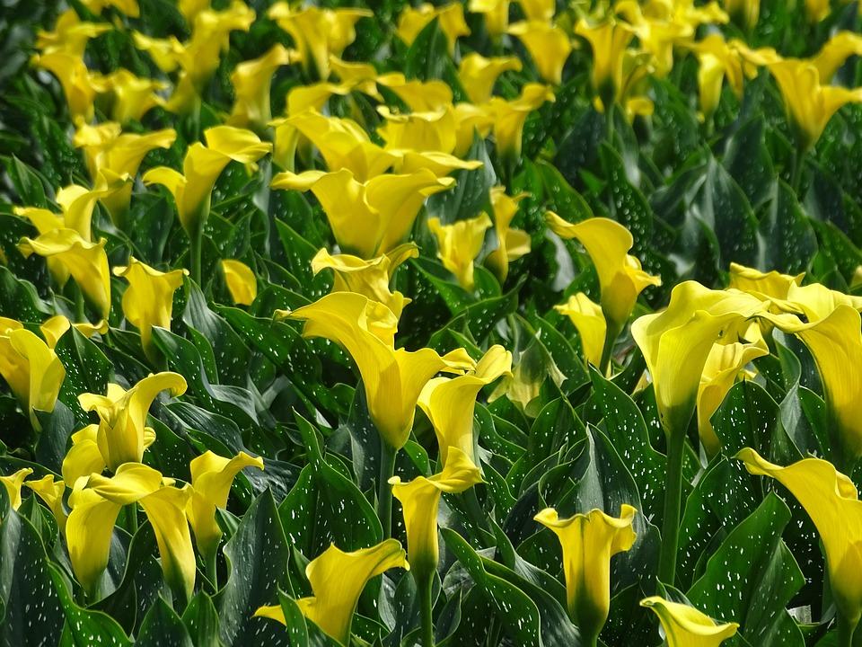 Zantedeschia Monte Carlo/Summer Sun from Leo Berbee Bulb Company